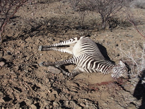 Snared Hartmann's Zebra left to rot © Hagen Denker