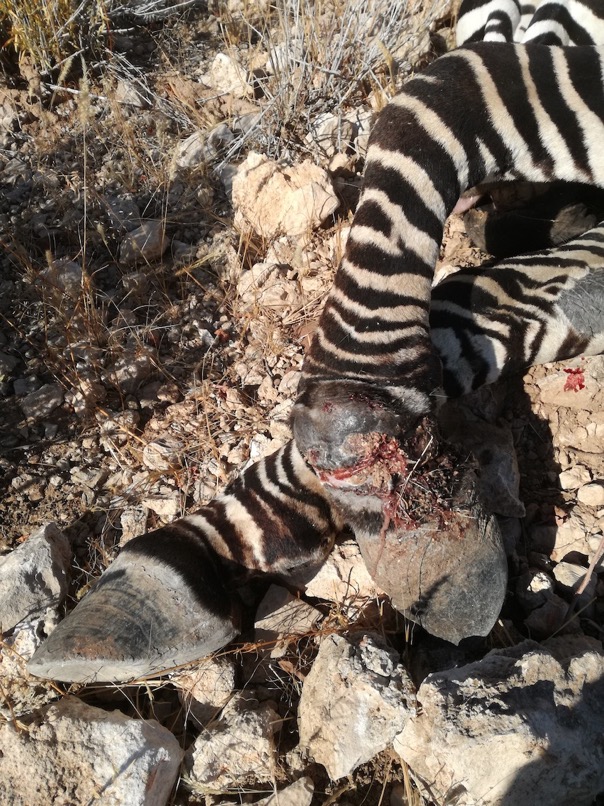 Infected Hartmann's Zebra foot with Snare © Hagen Denker