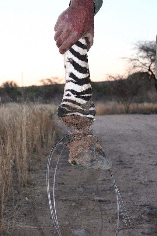Infected Hartmann's Zebra foot with Snare © Solveigh Thude