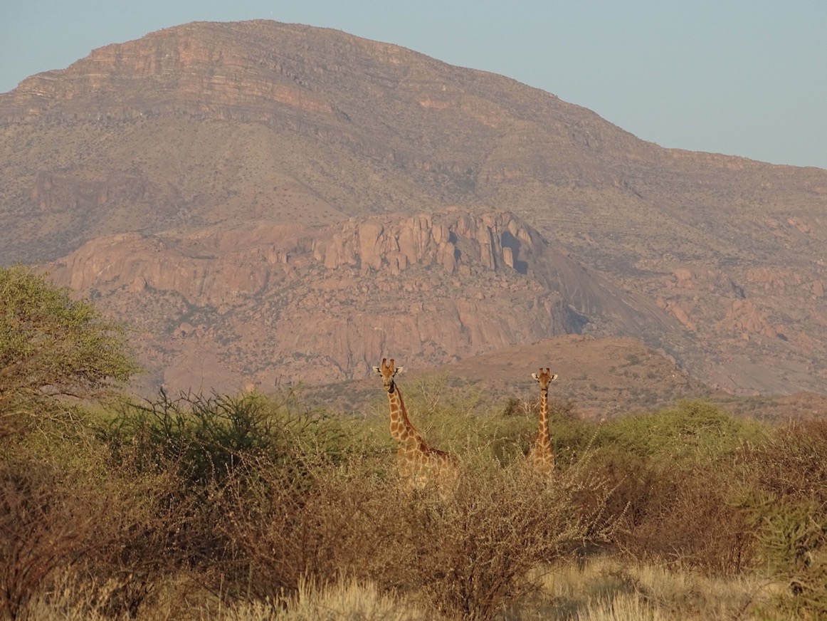 Giraffes with Lionshead in background © Hagen Denker